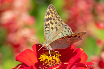 big beautiful butterfly