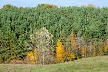 Naklejka premium autumn landscape with trees