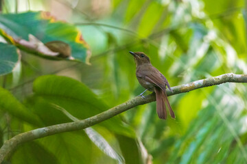 Large niltava (Niltava grandis) at Bherjan-Borajan-Padumoni WS, Assam, India
