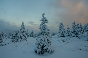 winter forest in the mountains