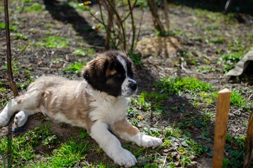 dog in the park