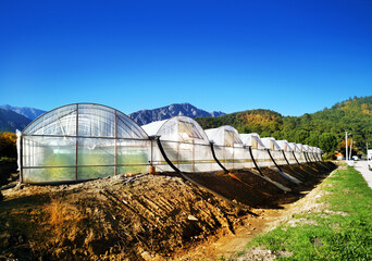 Rows of greenhouses on the plantation, blue sky, day