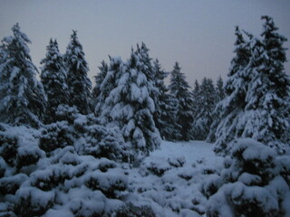 snow covered trees in winter