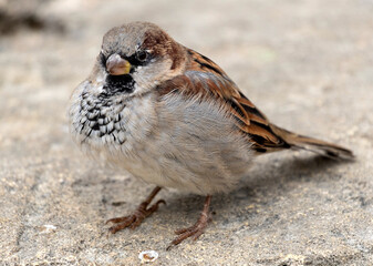 portrait of a large beautiful sparrow