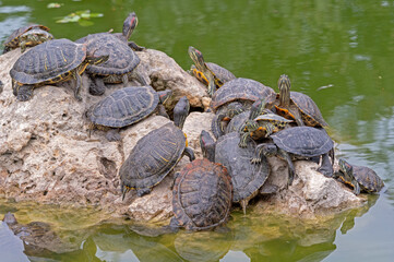 red-eared turtles basking in the sun