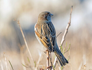 portrait of a large beautiful sparrow