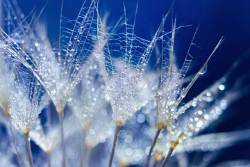 Foto op Plexiglas Macro shot of dandelion with water drops. Nature background with dandelions. © Francesco