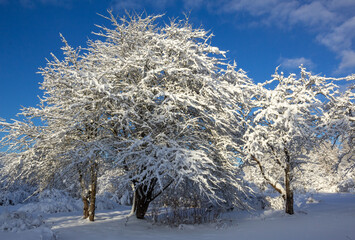 Snowy trees in the garden