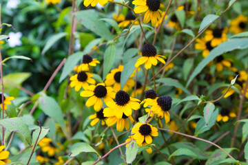 Browneyed susan (Rudbeckia triloba). Called Thin-leaves coneflower in garden. - obrazy, fototapety, plakaty