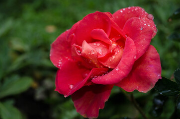 Red rose covered with water drops.