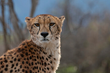 Annoyed cheetah