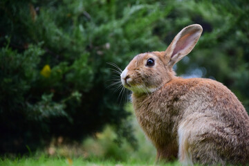 Large rabbit close-up sits on the right of the frame. Left place to insert text