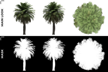 3D Rendering of Front, Left and Top view of Chiliean Wine Palm Trees with alpha mask to cutout and PNG editing. Forest and Nature Compositing.