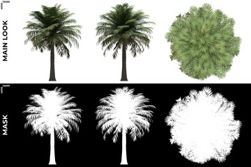 3D Rendering of Front, Left and Top view of Chiliean Wine Palm Trees with alpha mask to cutout and PNG editing. Forest and Nature Compositing.