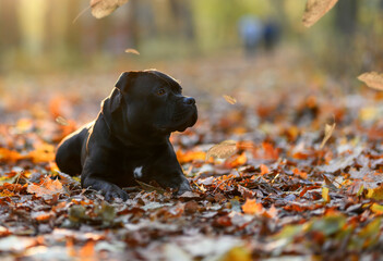 Staffordshire Bull Terrier