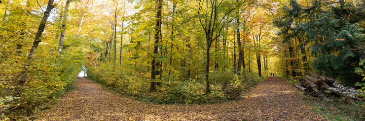 Wald im Herbst