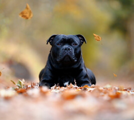 Staffordshire Bull Terrier