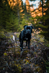 Staffordshire Bull Terrier