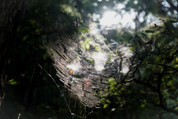 spider web with dew drops