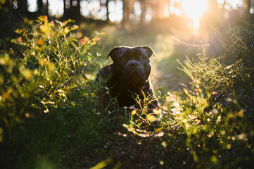 Staffordshire Bull Terrier