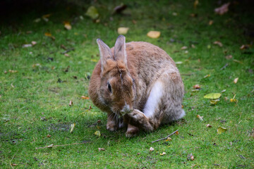 A large rabbit close-up sits on the grass and scratches its paw. Blurred background