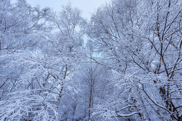 Tree trunks and branches in the forest.