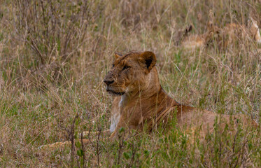 The lioness lies in the grass, leaning on her front paws and looks to the side
