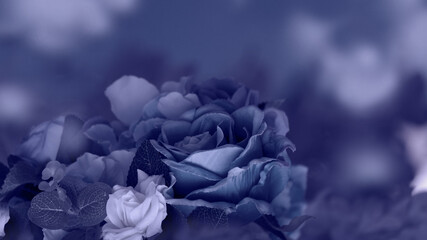 blue and white flower
