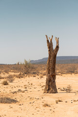 quiver tree remains
