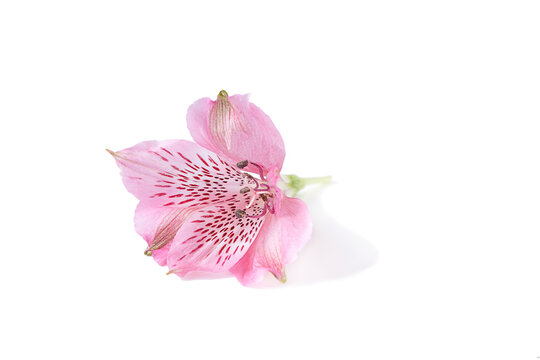 Blooming head of pink astromelia isolated on a white background. High quality photo