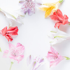 Fototapeta na wymiar Flowers frame on white. Alstroemeria flowers on a white background. High quality photo
