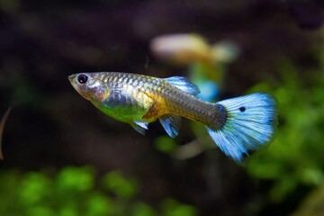 female of freshwater dwarf rainbow fish species, captive artificial breed in neon glowing...