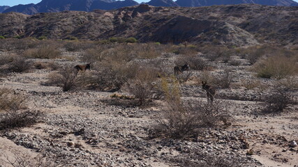 donkey in an desert in south america