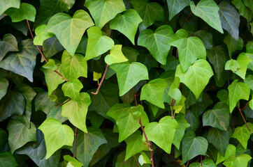 green leaves background