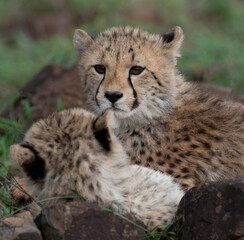 Obraz na płótnie Canvas Cheetah siblings at rest, Zimanga Private Game Reserve, KwaZulu Natal