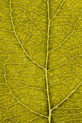 Leaf of fruit tree close up. Dark yellow mosaic pattern of veins and plant cells. Tinted vertical background. Macro
