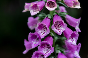 Closeup of a violet foxglove flower isolated on a black background - obrazy, fototapety, plakaty