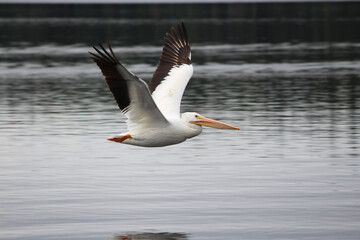 Fototapeta na wymiar pelican mid flight