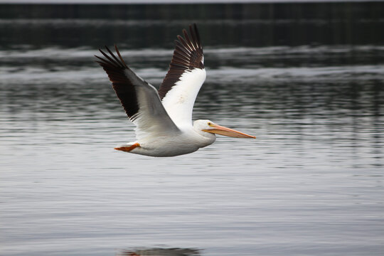 Pelican Mid Flight