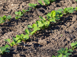 Production of environmentally friendly natural products. A small young radish sprouts in the open ground. Tiny green shoots in the ground illuminated by the sun, focus in the center