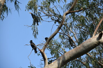 wild animals in green forest