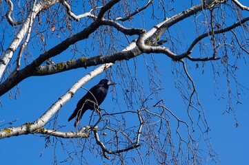 Gawron (Corvus frugilegus) siedzący na gałęzi brzozy