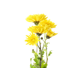 Beautiful yellow Chrysanthemum flowers on white background