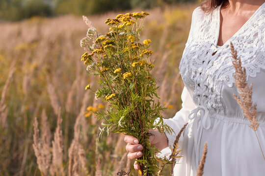Woman in white dress picking flowers of herbs in meadow. Herbalism, harvesting.