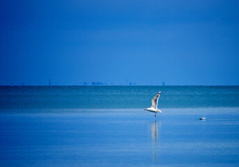 Naklejka premium seagull flies over the sea 