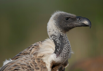 White-backed vulture, Scavenger's hide, Zimanga Private Game Reserve, Kwazulu Natal