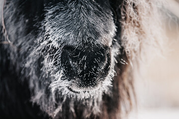 Horse's head covered with frost on a cold winter day
