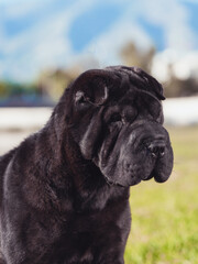 Portrait head Shar Pei adult black  purebred dog on the grass