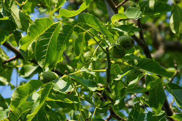 Walnut in a peel on a tree among green leaves.