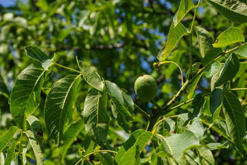 Walnut in a peel on a tree among green leaves.